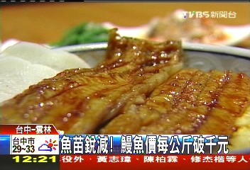 魚苗銳減！　鰻魚價每公斤破千元