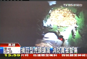 今年颱風少　蜂窩「長大」頻傳意外