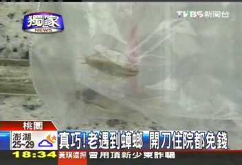 〈獨家〉真巧！老遇到蟑螂　開刀住院都免錢