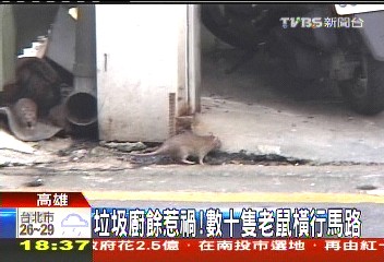 〈獨家〉垃圾廚餘惹禍！　數十隻老鼠橫行馬路
