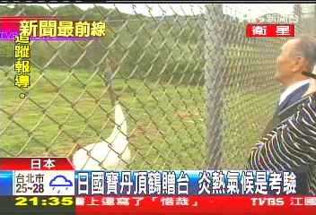 日國寶丹頂鶴贈台 炎熱氣候是考驗