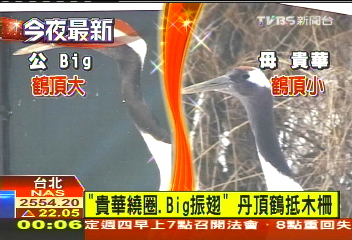 「貴華繞圈、Big振翅」 丹頂鶴抵木柵