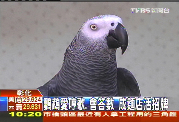 鸚鵡愛哼歌、會答數　成麵店活招牌