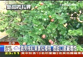 路旁桃紅果實似櫻桃 微甜口感藏毒性