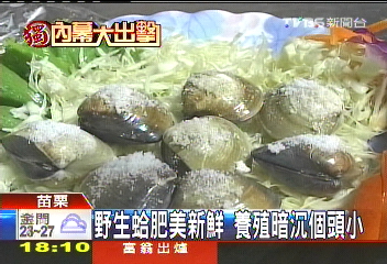 〈獨家〉野蛤鮮美3倍價 冒險挖蛤賺外快