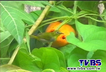 〈獨家〉天然防護網!苦瓜園養鳥吃蟲 放魚驗水
