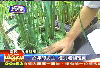 〈獨家〉30年前米藏冰箱 醫成功復育原生米