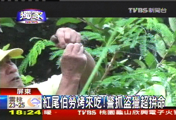 〈獨家〉紅尾伯勞烤來吃!警抓盜獵超拚命