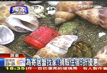 〈獨家〉為寄居蟹找家! 捐殼住宿5折優惠