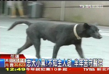 忠犬小黑!不知主人逝 半年苦守醫院