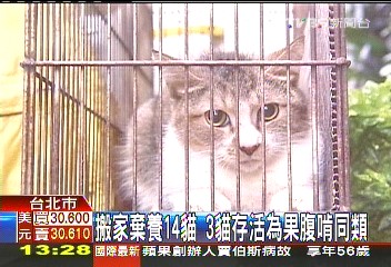 搬家棄養14貓 3貓存活為果腹啃同類
