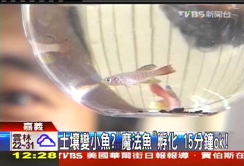 土壤變小魚？「魔法魚」孵化　15分鐘OK！