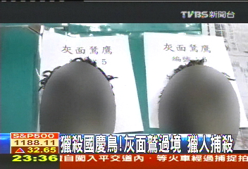獵殺國慶鳥!灰面鷲過境 獵人捕殺