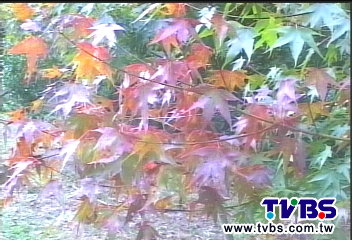 「楓紅早2週」!11月初登場 住房5.8折起