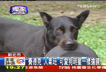 〈獨家〉「賽德克」人氣旺 可愛狗明星一樣搶鏡