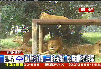 斷臂玳瑁、三腳母獅　都成動物明星
