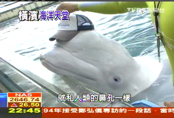 【發現橫濱】橫濱海洋天堂 聽白鯨多變叫聲