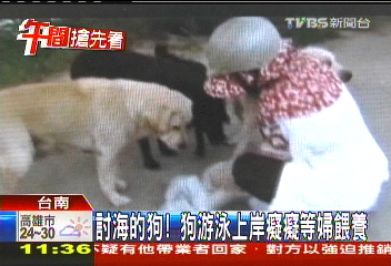 討海的狗! 狗游泳上岸癡癡等婦餵養