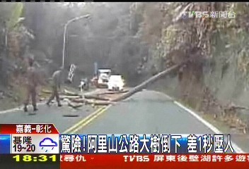 驚險！阿里山公路大樹倒下　差1秒壓人