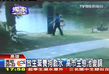〈獨家〉放生棄養狗戲水　高市生態池變調