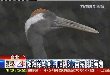 頻頻躲角落! 丹頂鶴Big首亮相超害羞