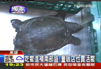 〈獨家〉吃鱉進補南部盛! 量販店也賣活鱉