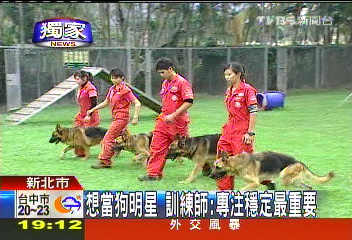 〈獨家〉想當狗明星　訓練師：專注穩定最重要