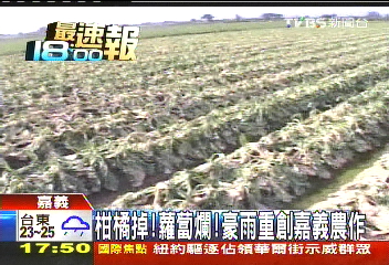 柑橘掉、蘿蔔爛! 豪雨重創嘉義農作