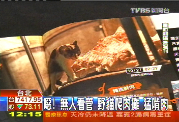 噁!無人看管 野貓爬肉攤猛啃肉