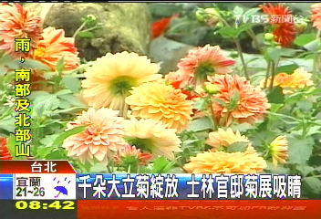 千朵大立菊綻放　士林官邸菊展吸睛