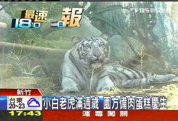 小白老虎滿週歲 園方備肉蛋糕慶生