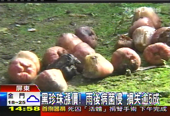 黑珍珠漲價！雨後病菌侵　損失逾5成