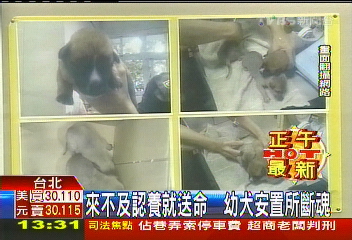 來不及認養就送命 幼犬安置所斷魂
