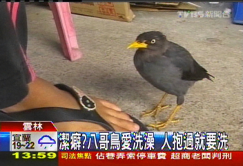 潔癖?八哥鳥愛洗澡 人抱過就要洗