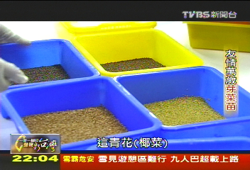 【一步一腳印】友情萬歲芽苗菜　綠藤生機