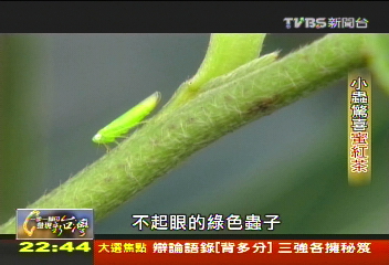 【一步一腳印】茶園福星 居然是原本以為的害蟲!