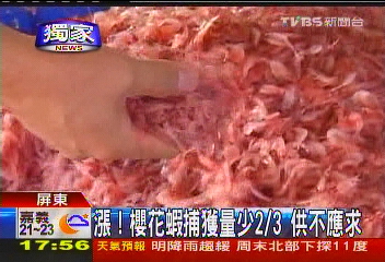 〈獨家〉漲！櫻花蝦捕獲量少2/3　供不應求