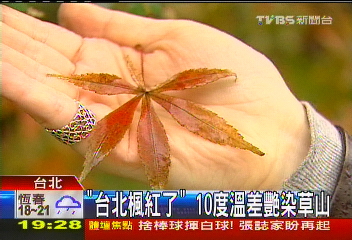 「台北楓紅了」　10度溫差艷染草山