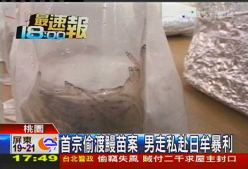 首宗偷渡鰻苗案　男走私赴日牟暴利