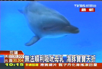 無法順利吸吮母乳 海豚寶寶夭折