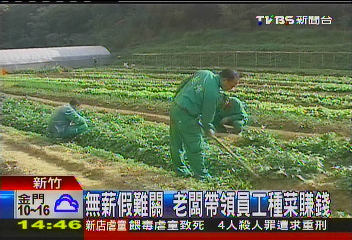 無薪假難關 老闆帶領員工種菜賺錢