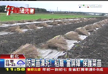 防菜苗凍死!「稻扇」當屏障 保護菜苗