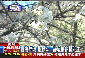 〈獨家〉賞梅聖地「風櫃斗」 祕境梅花開6成