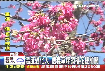 溫度變化大 信義草坪頭櫻花提前開