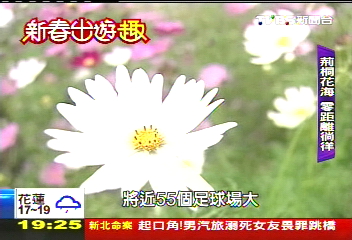 【新春出遊趣】舉目爭妍　雲林花海55座足球場大