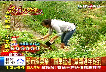 都市採果樂!雨季延遲 草莓過年報到