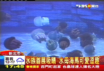 水族首展吸睛 水母海馬可愛逗趣