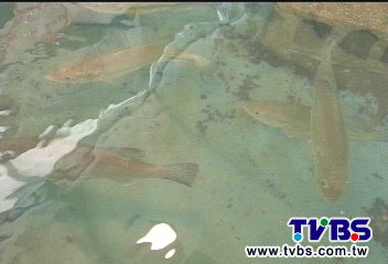 垂釣美國鱸魚　兼享百菇藥膳火鍋