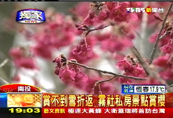 〈獨家〉賞不到雪折返　霧社私房景點賞櫻