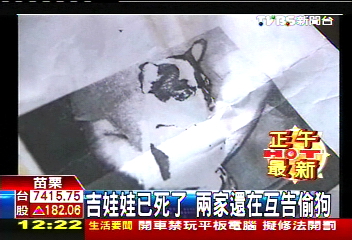 吉娃娃已死了　兩家還在互告偷狗